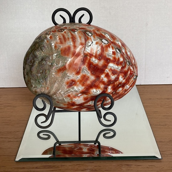 Rare Giant Red Abalone Shell: Perfect Display Condition - Picture 2 of 8